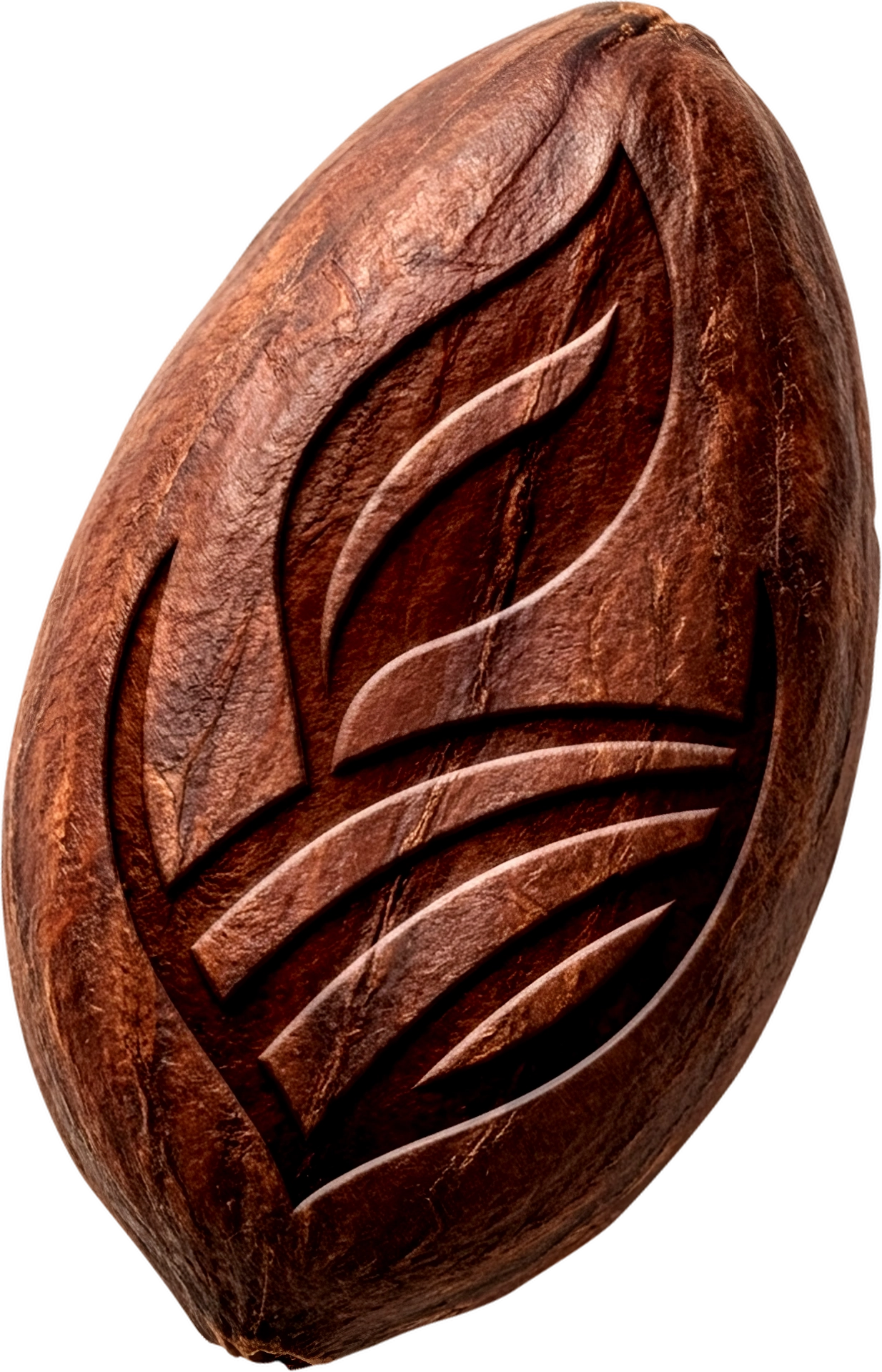 Semilla de cacao Semilla de cacao